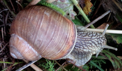 H. pomatia. Фото 60