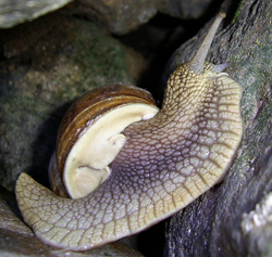 H. pomatia. Фото 54