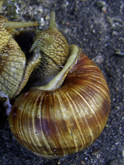 H. pomatia. Фото 55