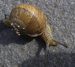 H. pomatia. Фото 56