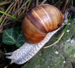 H. pomatia. Фото 57