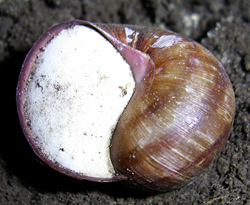 H. pomatia. Фото 58