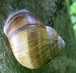 равлик виноградний - Helix pomatia