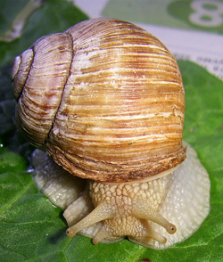 H. pomatia. Фото 34