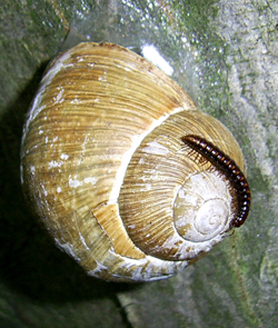 равлик виноградний - H. pomatia