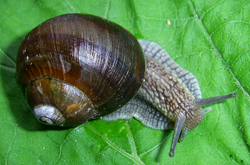 равлик великий - Helix pomatia Linnaeus, 1758