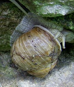 равлик великий - Helix pomatia