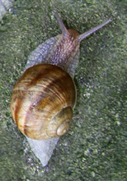 равлик великий - H. pomatia