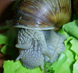 H. pomatia. Фото 14