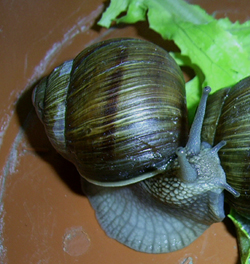 H. pomatia. Фото 15