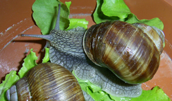 H. pomatia. Фото 16