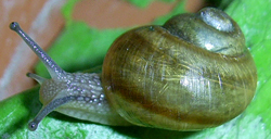 H. pomatia. Фото 17