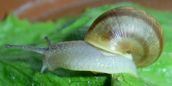 H. pomatia. Фото 18
