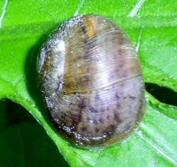 H. pomatia. Фото 20