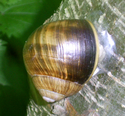 H. pomatia. Фото 21