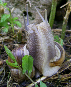 H. pomatia. Фото 22