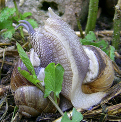 H. pomatia. Фото 23