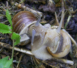 H. pomatia. Фото 24