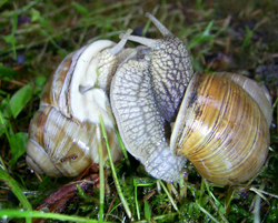 H. pomatia. Фото 25