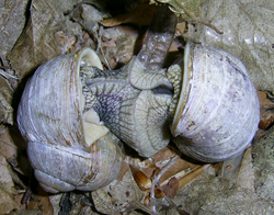H. pomatia. Фото 26