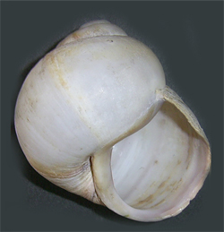 H. pomatia. Фото 27