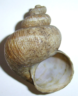 H. pomatia. Фото 28