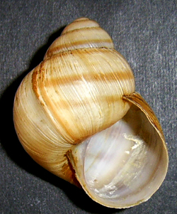 H. pomatia. Фото 29