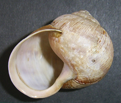 H. pomatia. Фото 30