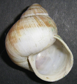 H. pomatia. Фото 31