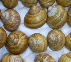 H. pomatia. Фото 33