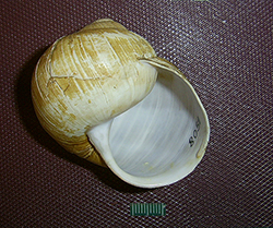 H. pomatia. Фото 63