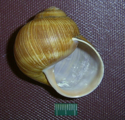 H. pomatia. Фото 65