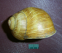 H. pomatia. Фото 67