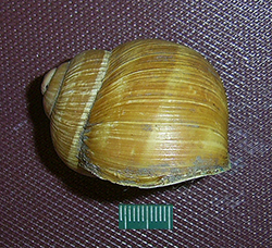 H. pomatia. Фото 69