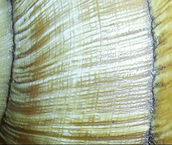 H. pomatia. Фото 71