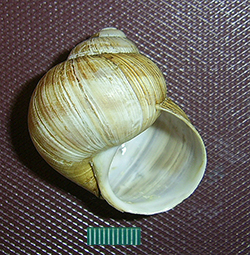 H. pomatia. Фото 73