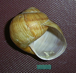 H. pomatia. Фото 75