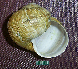 H. pomatia. Фото 77