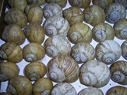 H. pomatia. Фото 79