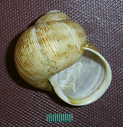 H. pomatia. Фото 81