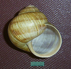 H. pomatia. Фото 83