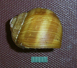 H. pomatia. Фото 85