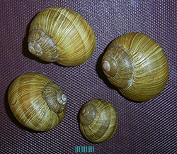 H. pomatia. Фото 87