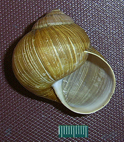 H. pomatia. Фото 89