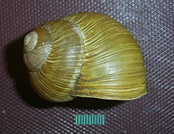 H. pomatia. Фото 91