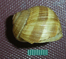H. pomatia. Фото 95