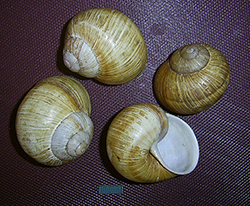 H. pomatia. Фото 97