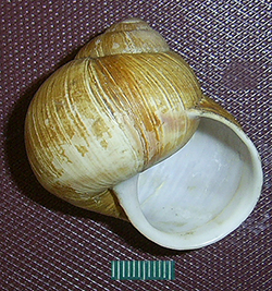 H. pomatia. Фото 99