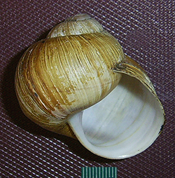 H. pomatia. Фото 101