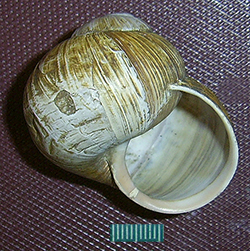 H. pomatia. Фото 102